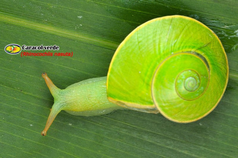 Rhinocochlis nasuta