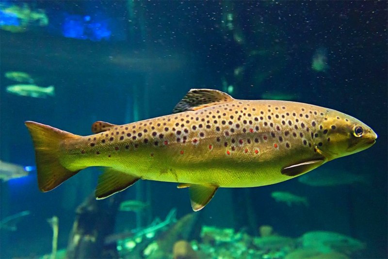 Кумжа Salmo trutta