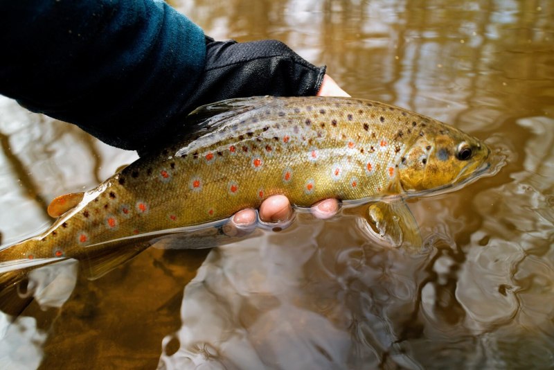 Радужная форель Oncorhynchus mykiss
