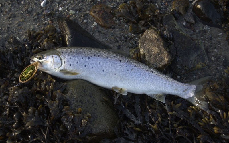 Кумжа Salmo trutta