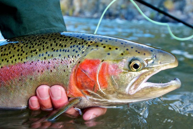 Радужная форель Oncorhynchus mykiss