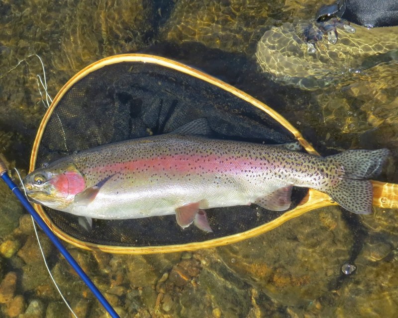 Кумжа Salmo trutta trutta l