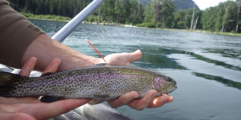 Oncorhynchus clarki