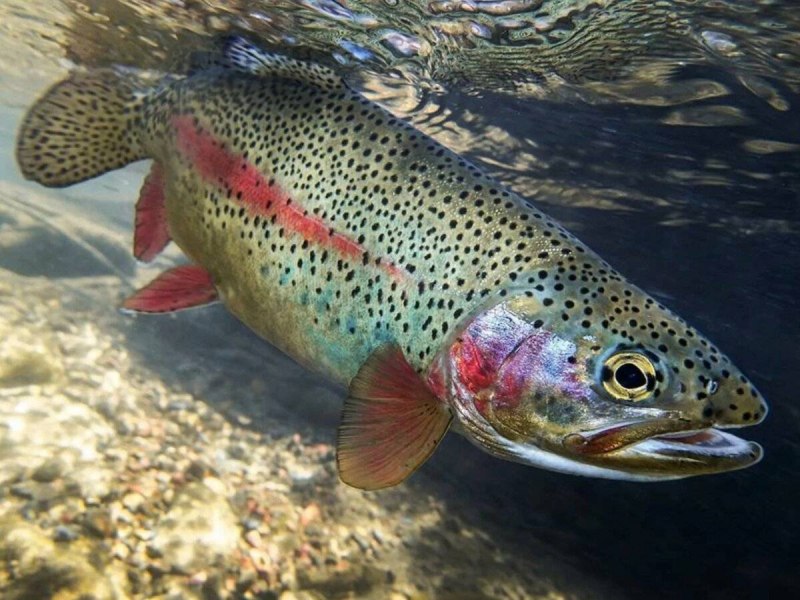 Радужная форель Oncorhynchus mykiss