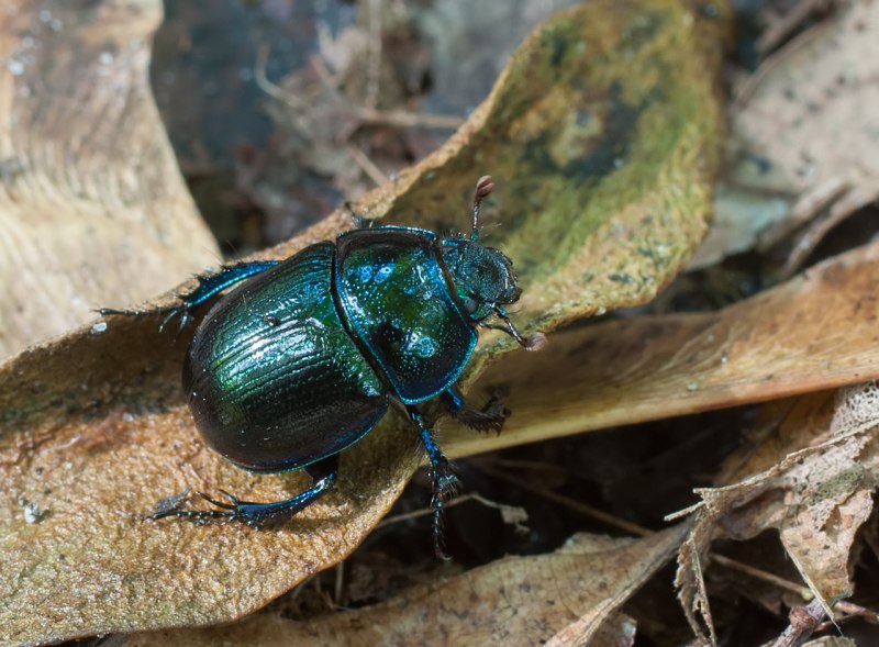 Жук Chrysolina cerealis