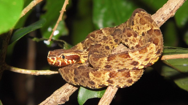 BOTHROPS Atrox