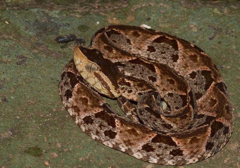 BOTHROPS Asper змея
