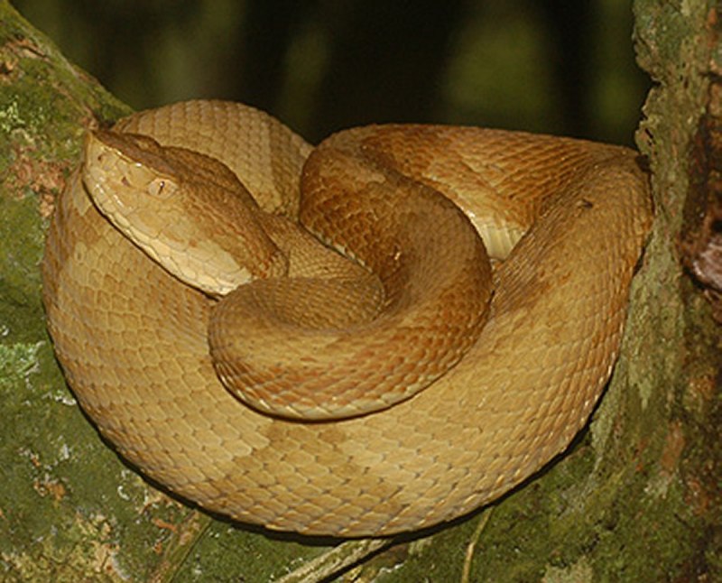 BOTHROPS Asper змея