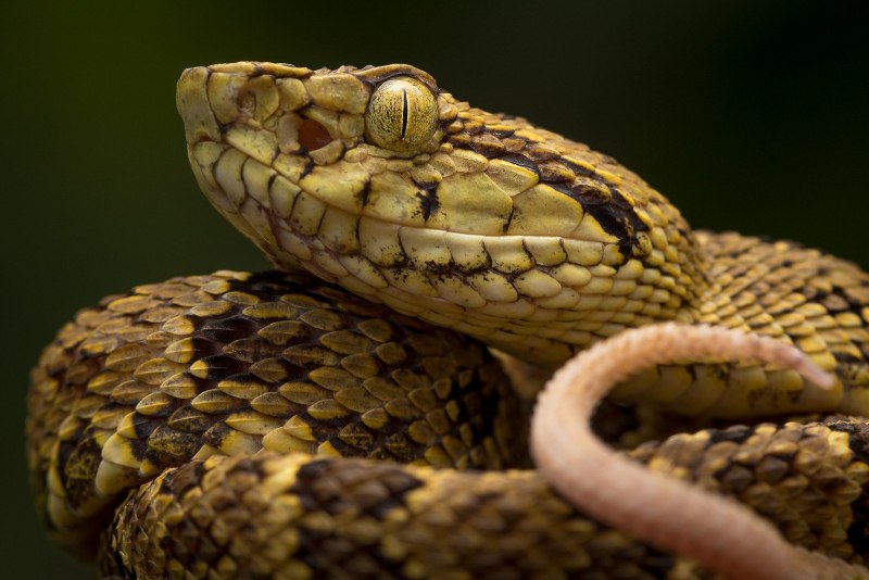 Копьеголовая змея (60 фото)