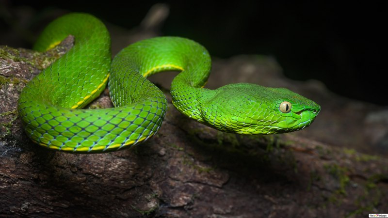 BOTHROPS Atrox