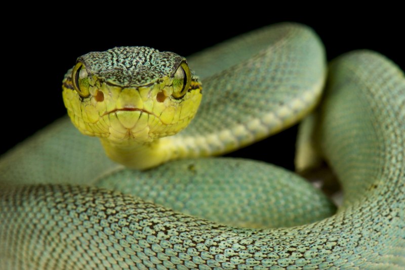 BOTHROPS Jararaca