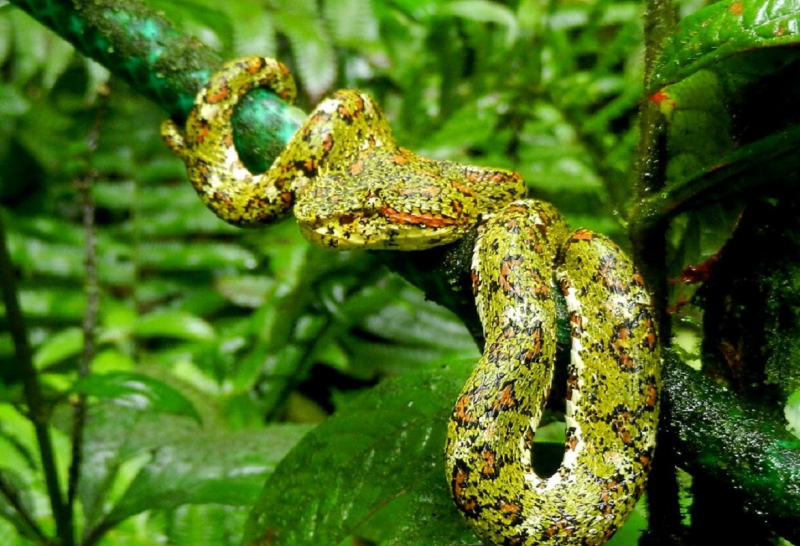 Protobothrops mangshanensis