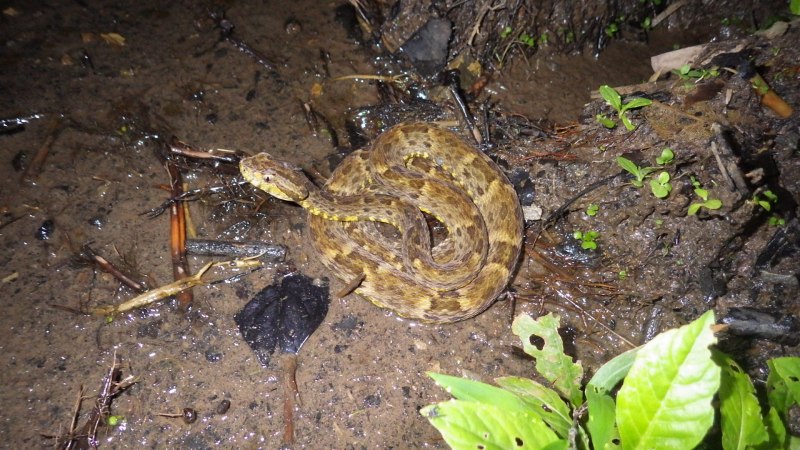 Fer de Lance змея
