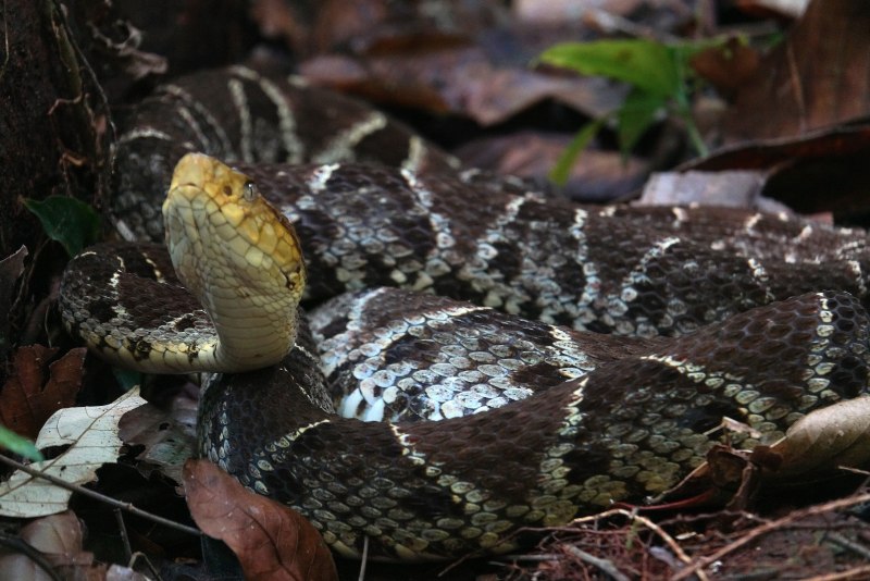 Ямкоголовая гадюка BOTHROPS Asper