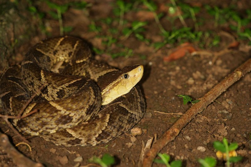 Ямкоголовая гадюка BOTHROPS Asper