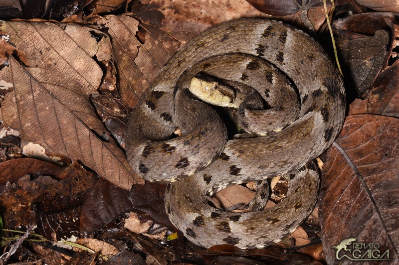 Trimeresurus popeiorum