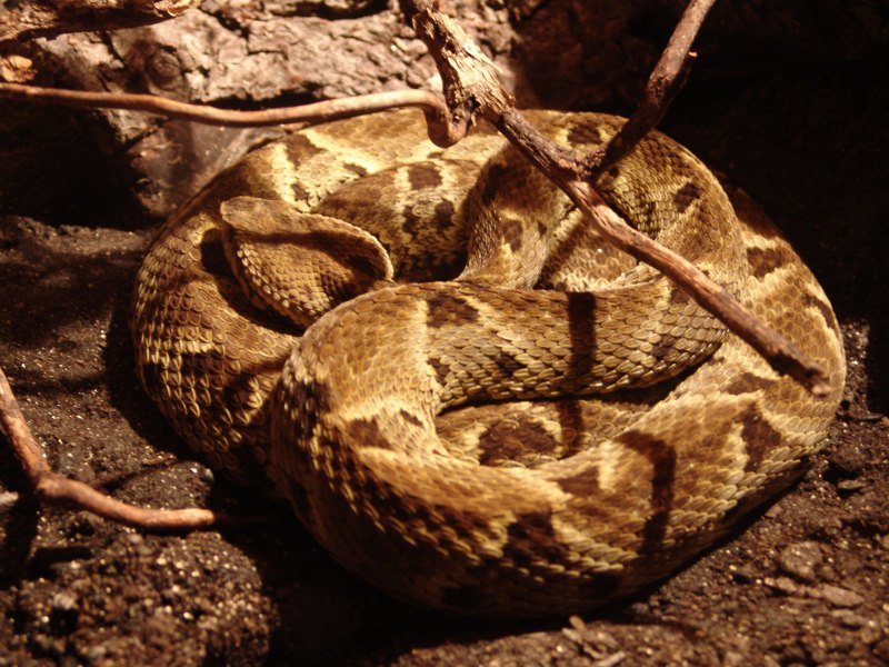 BOTHROPS Jararaca змея