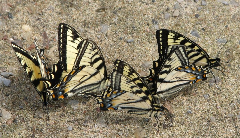 Парусник Махаон – Papilio Machaon