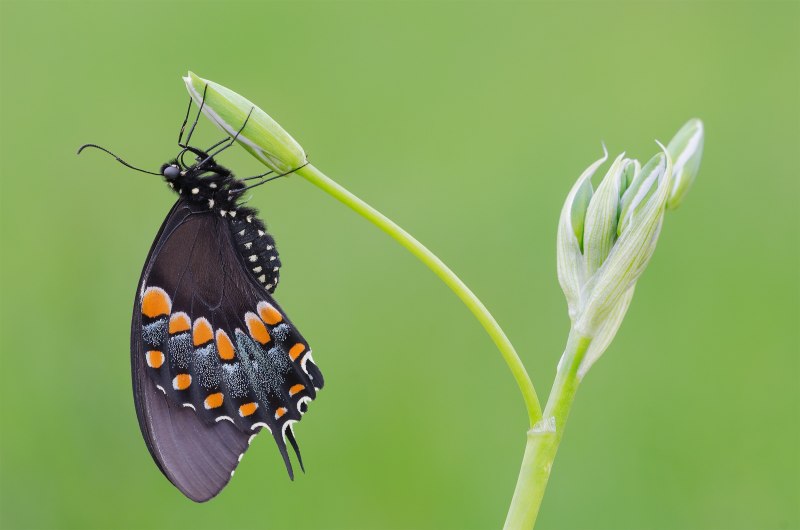 Парусник Papilio Troilus