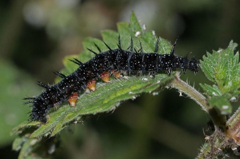 Papilio polymnestor