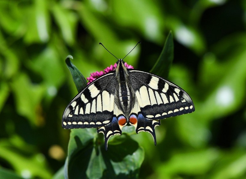 Парусник Papilio Troilus