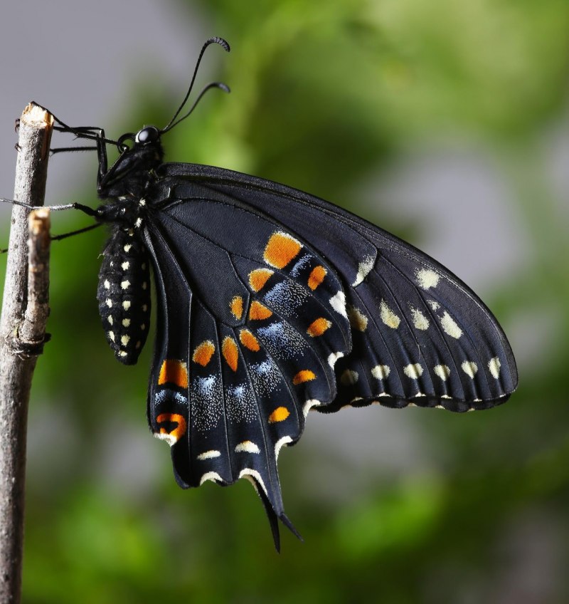 Papilio Polyxenes бабочка
