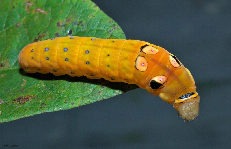 Papilio Troilus гусеница