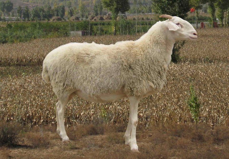 Китайская овца