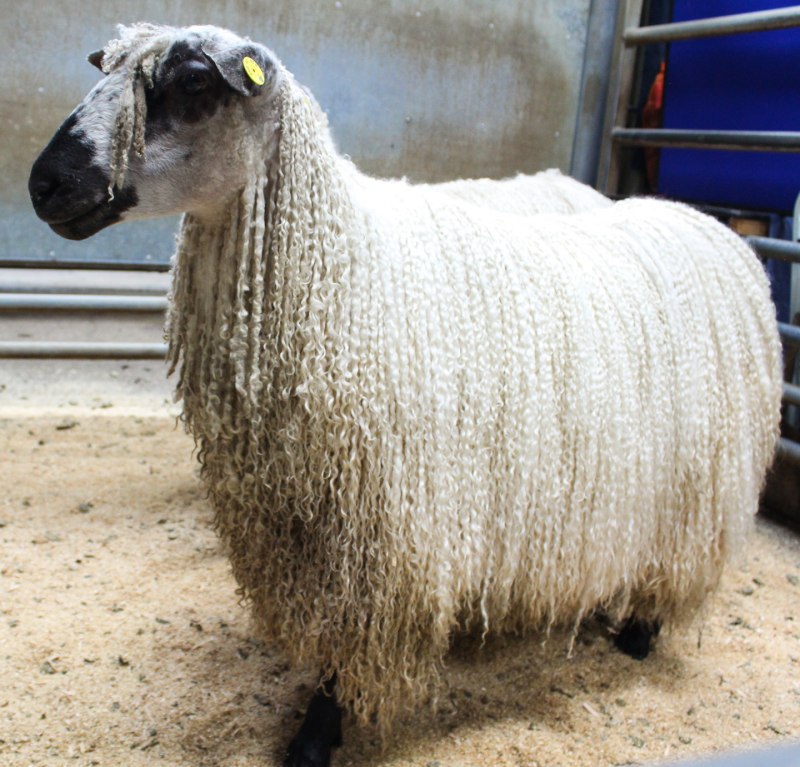 Самка барана