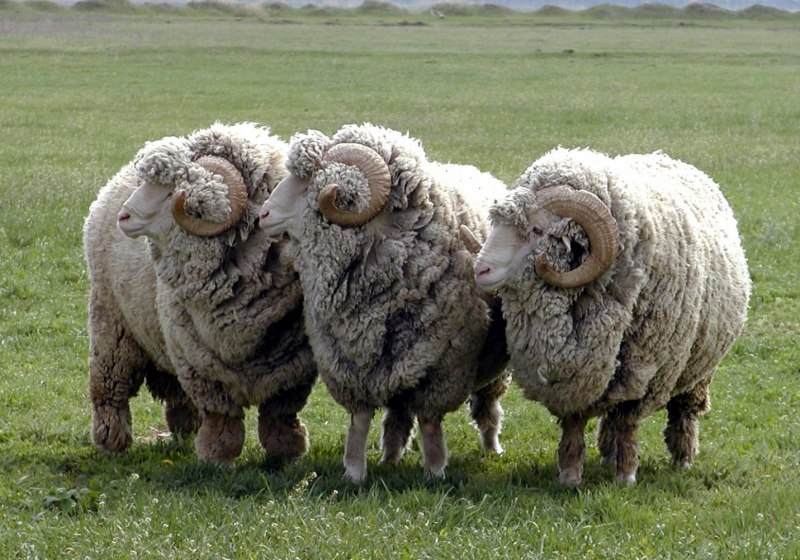 Порода овец Merinos