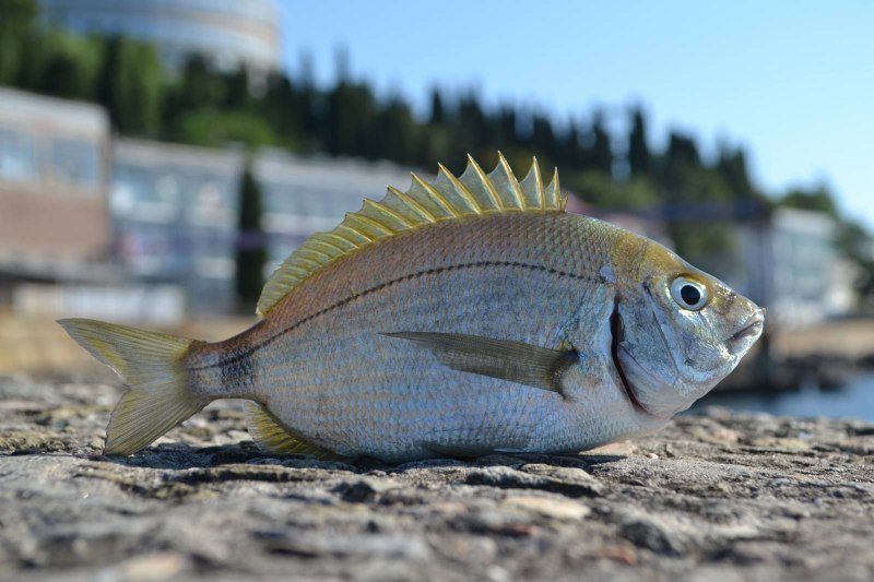 Ласкирь морской карась