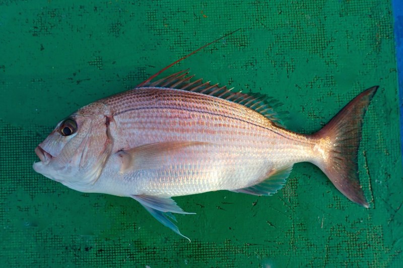 Ласкирь морской карась
