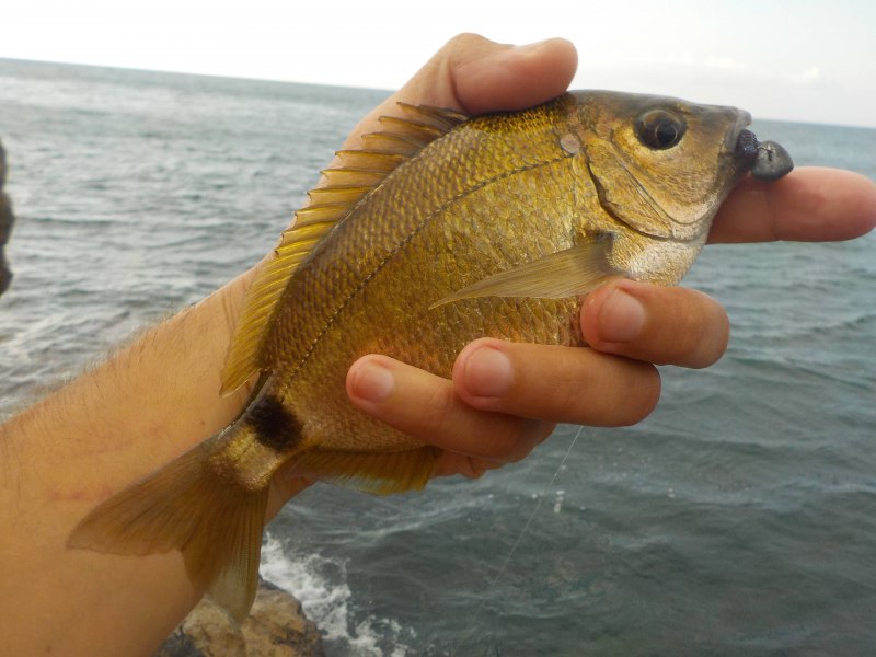 Ласкирь морской карась