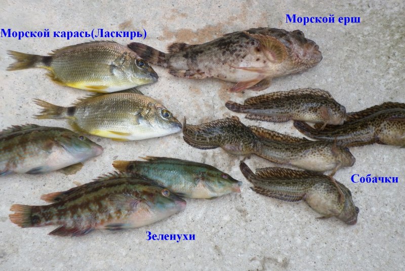 Рыба каторжник Овцеголов