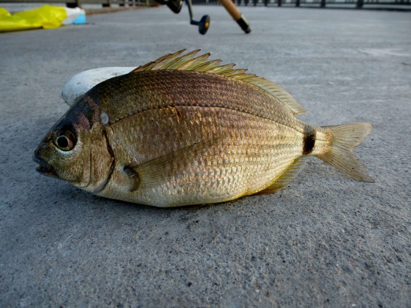 Ласкирь морской карась