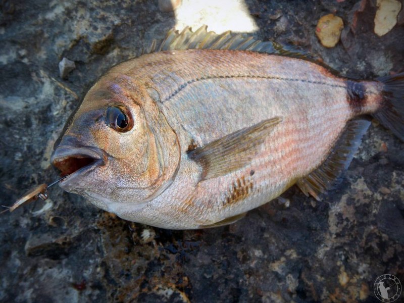 Ласкирь рыба черное море