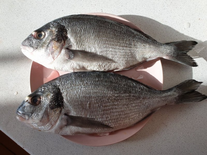 Рыба карабас в Азовском море