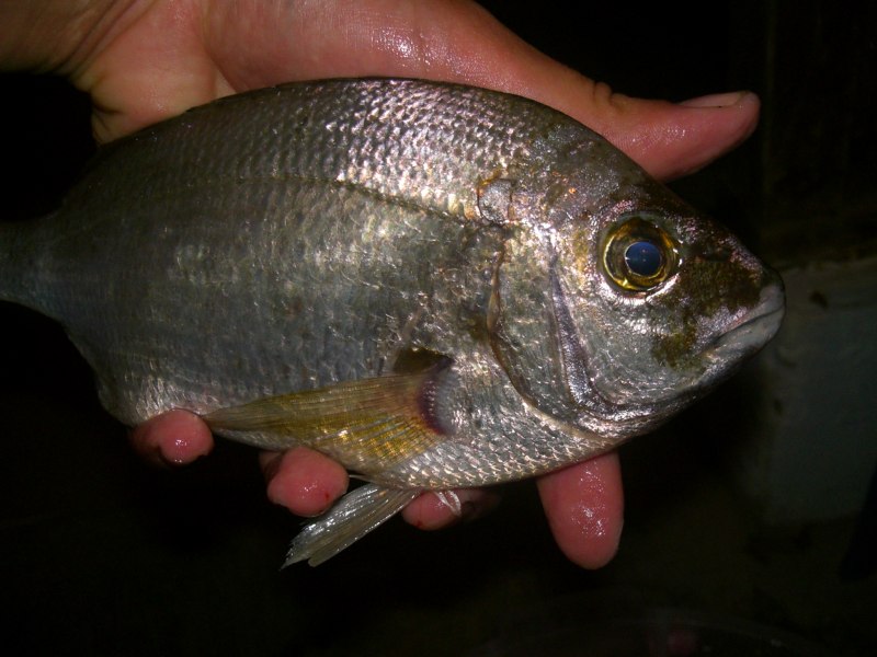 Acanthopagrus bifasciatus