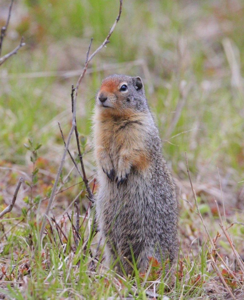 Суслик Краснощекий – Spermophilus erythrogenys