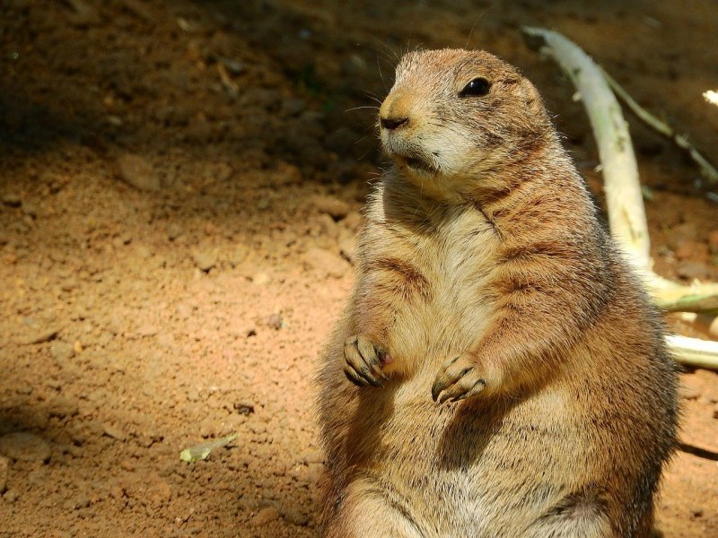Cynomys ludovicianus