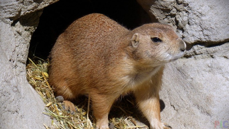 Луговые собачки Северной Америки