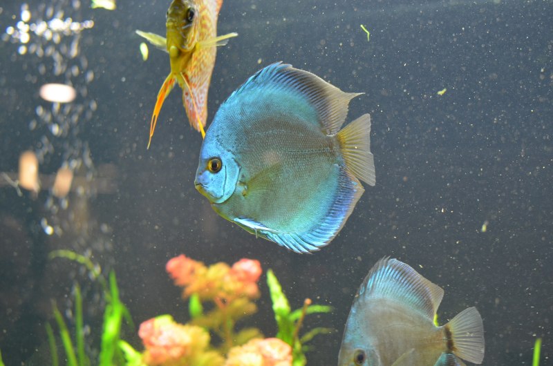 Дискус Хеккеля (Symphysodon Discus)