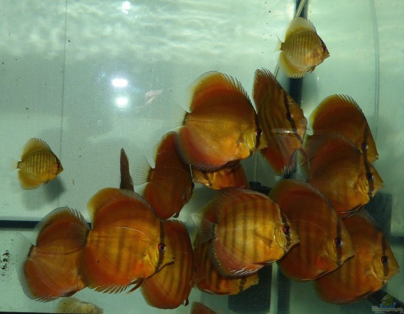Symphysodon aequifasciatus