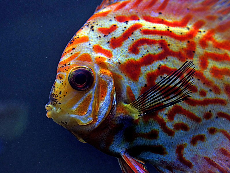 Symphysodon Discus