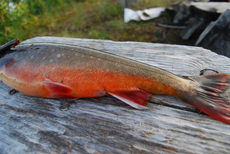 Арктический голец Salvelinus Alpinus
