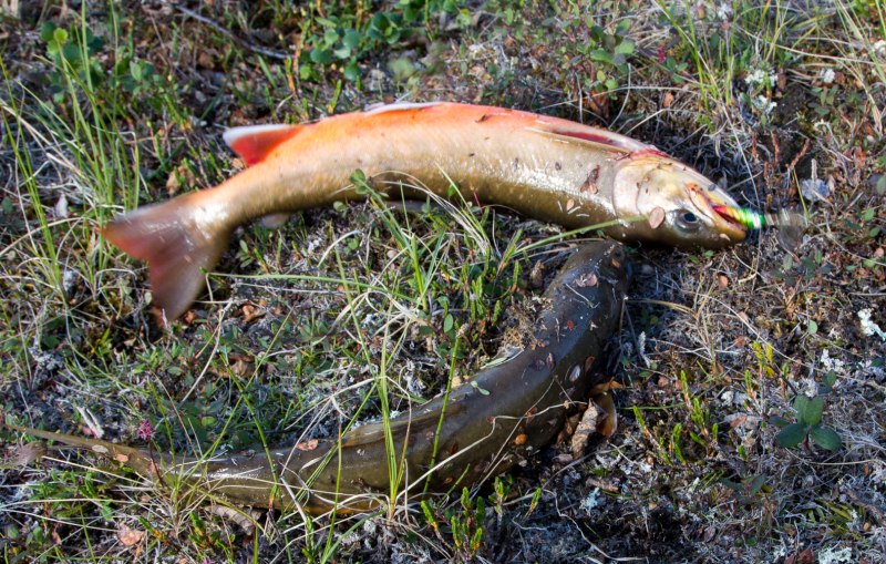 Salvelinus – гольцы