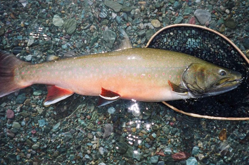 Арктический голец Salvelinus Alpinus