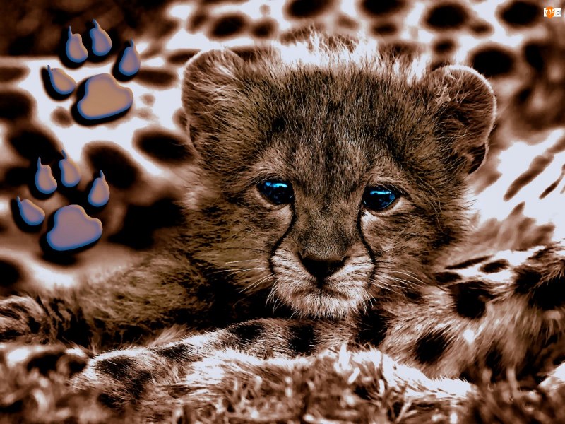 Blue Cheetah