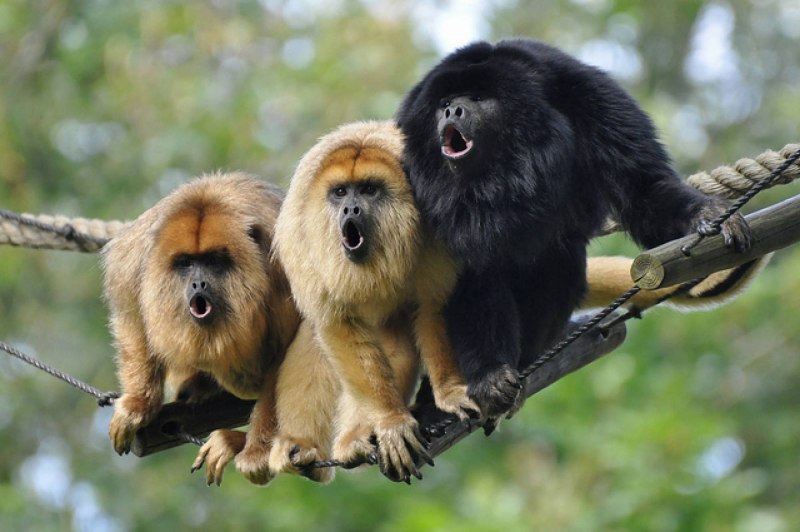 Ревуны широконосые обезьяны (60 фото)