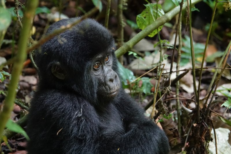 Alouatta Caraya